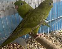 green-bird-for-sale-in-brightwaters-ny