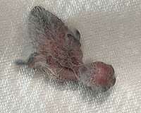 baby-lineolated-parakeet-for-sale