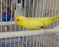 parrotlet-for-sale