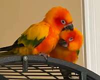 sun-conure-for-sale-in-helotes-tx