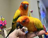 yellow-bird-for-sale-in-helotes-tx