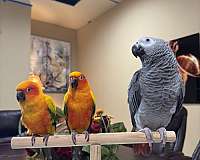 bird-for-sale-in-helotes-tx