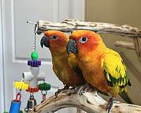 bonded-pair-bird-for-sale-in-helotes-tx