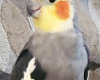 cockatiel-for-sale