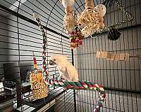 umbrella-cockatoo-for-sale-in-princeton-nc