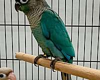 conure-for-sale