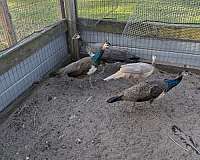 mixed-bird-for-sale-in-nichols-sc