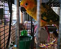 bonded-pair-bird-for-sale-in-naugatuck-ct