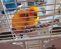 companion-bird-for-sale-in-naugatuck-ct