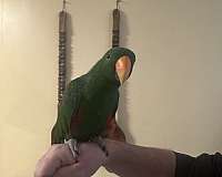 eclectus-parrots-for-sale-in-chesterfield-va