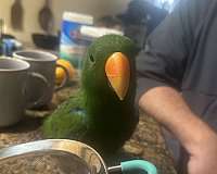 eclectus-parrots-for-sale