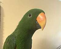 eclectus-parrots-for-sale