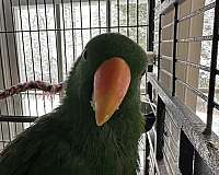 young-eclectus-parrots-for-sale