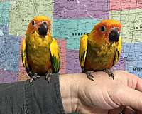 sun-conure-for-sale