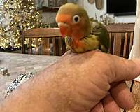 parrot-for-sale-in-orange-beach-al