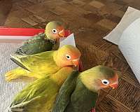 lovebird-for-sale