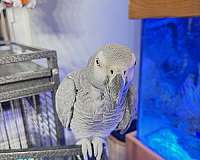 african-grey-parrot-for-sale