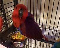 eclectus-parrots-for-sale