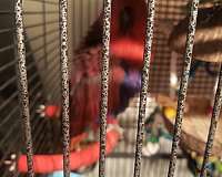 eclectus-parrots-for-sale-in-michigan