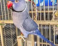 parrot-for-sale-in-ormond-beach-fl