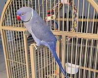 purple-bird-for-sale-in-ormond-beach-fl