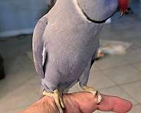 pet-bird-for-sale-in-ormond-beach-fl