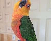 jenday-conure-for-sale