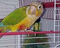 cinnamon-bird-for-sale-in-kooskia-id