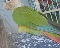 green-cheek-conure-for-sale