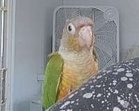 cinnamon-green-cheek-conure-for-sale