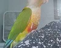 green-green-cheek-conure-for-sale