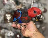 solomon-island-eclectus-parrots-for-sale-in-naples-fl