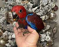 eclectus-parrots-for-sale-in-naples-fl