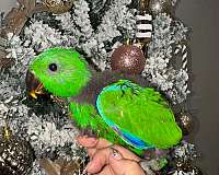 solomon-island-eclectus-parrots-for-sale