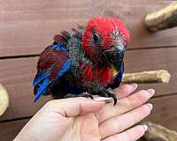 solomon-island-eclectus-parrots-for-sale-in-naples-fl