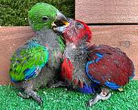 eclectus-parrots-for-sale-in-naples-fl