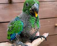 solomon-island-eclectus-parrots-for-sale