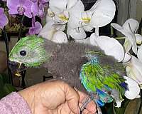 eclectus-parrots-for-sale-in-naples-fl