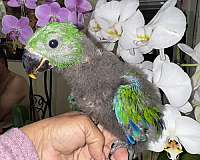 solomon-island-eclectus-parrots-for-sale