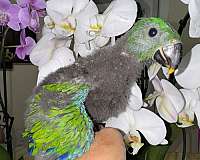 green-red-solomon-island-eclectus-parrots-for-sale