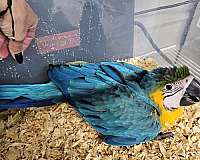 blue-gold-macaw-for-sale-in-homestead-fl