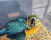 blue-gold-bird-for-sale-in-homestead-fl