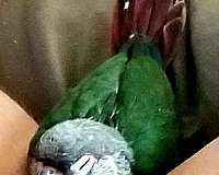 conure-for-sale-in-ocala-fl