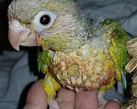 conure-green-cheek-conure-for-sale-in-ocala-fl