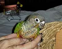 conure-for-sale
