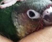 bird-for-sale-in-ocala-fl