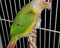baby-bird