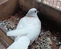 pigeon-for-sale