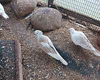 mature-bird-for-sale-in-charlotte-nc