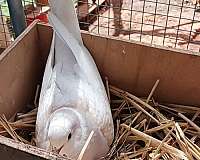 pink-bird-for-sale-in-charlotte-nc